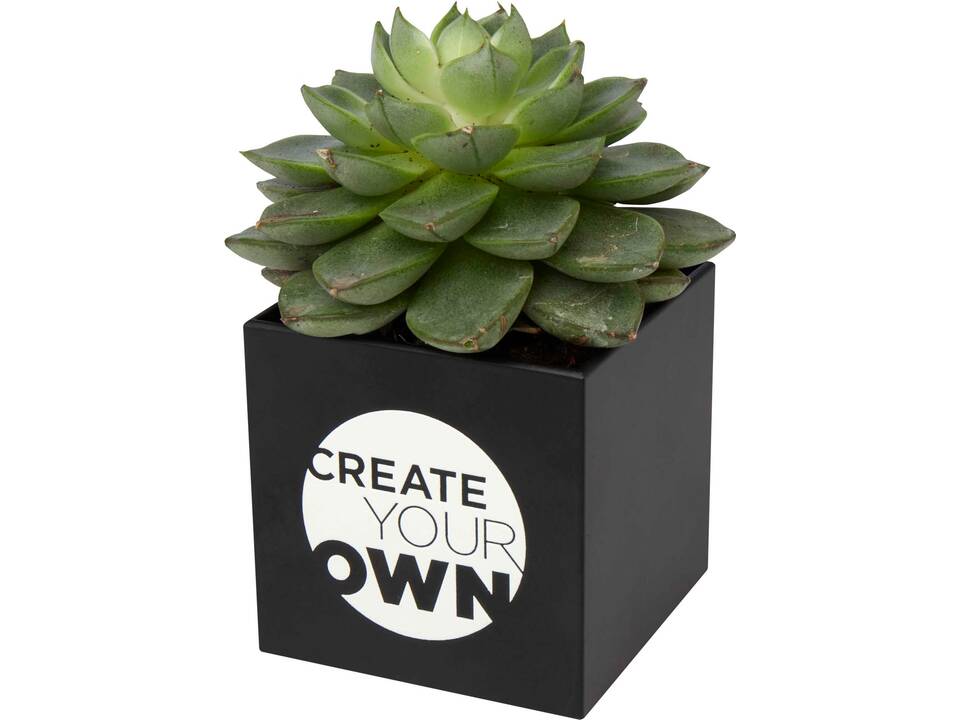 Hey Pots aluminium planted pot - cactus 5