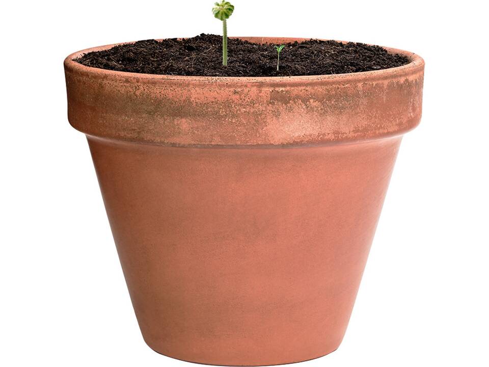 Seed ball Wildflowers 2