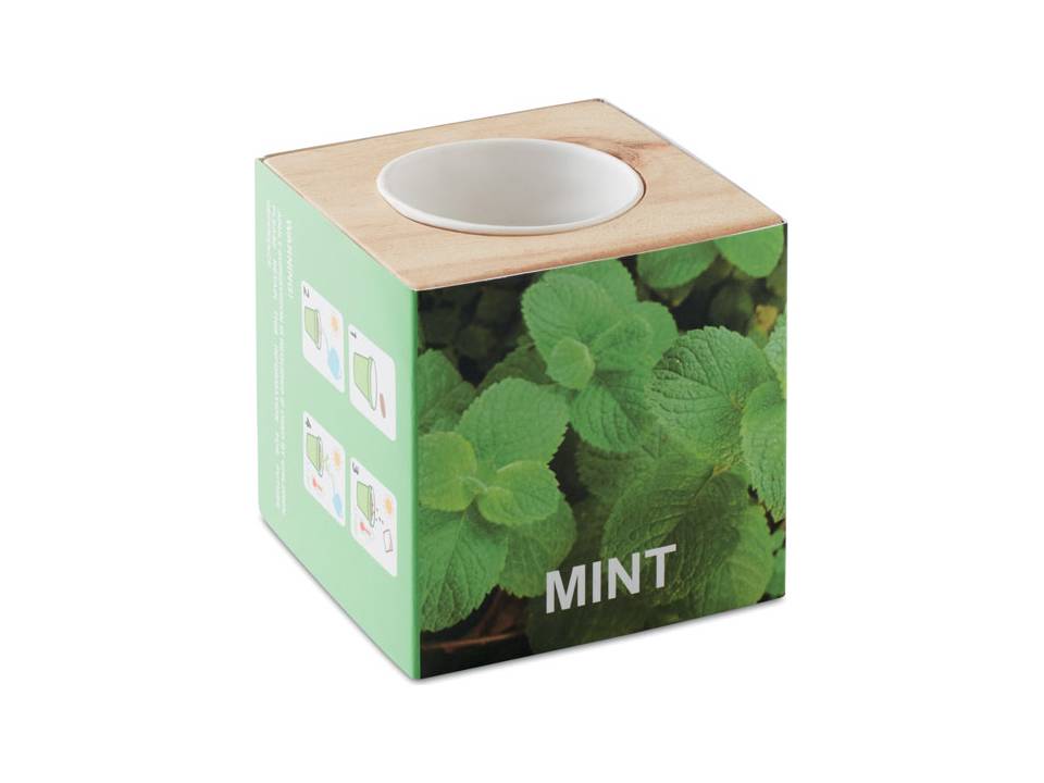 Menta Herb pot 3