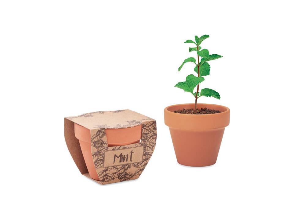 Terracotta pot mint seeds 4