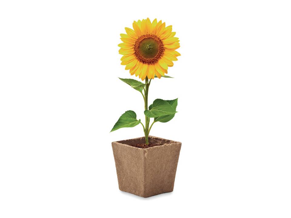 Sunflower growing kit 2
