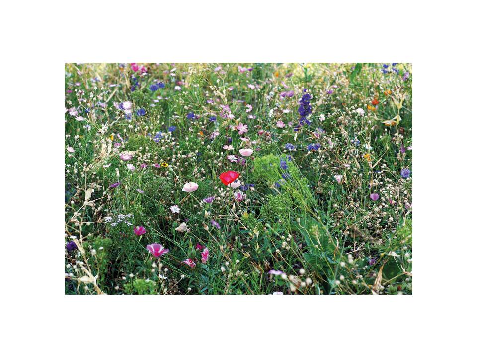 Flowers mix seeds in envelope 2