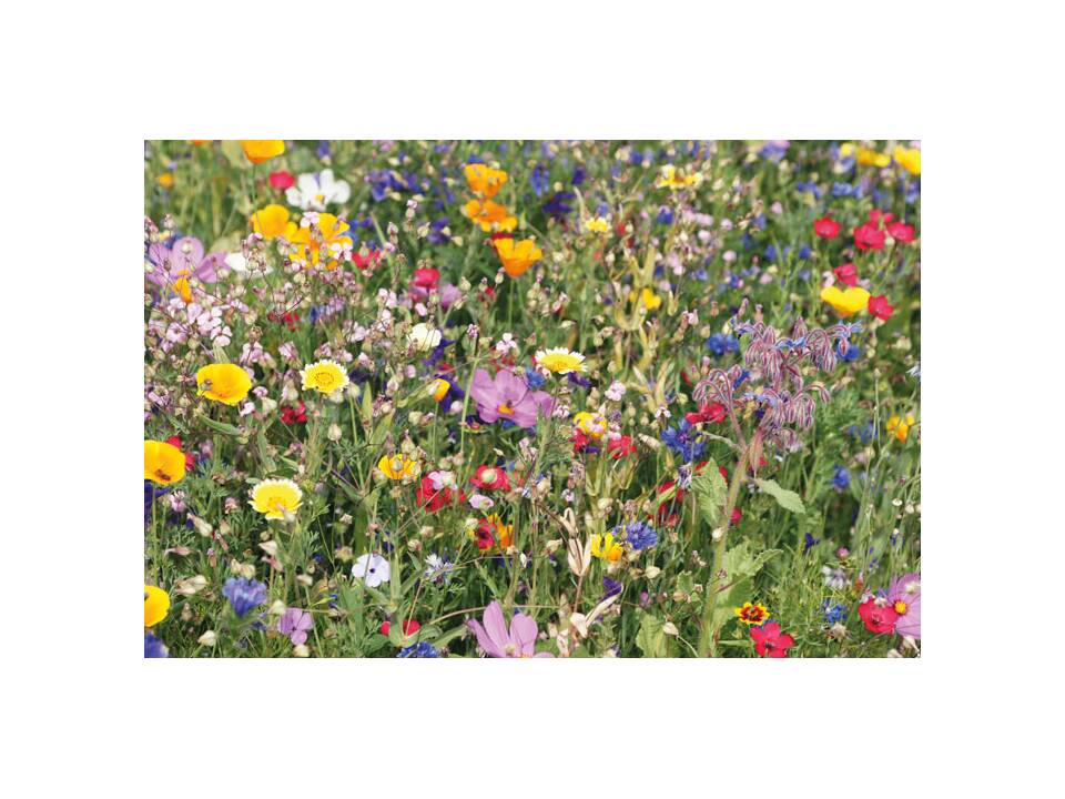 Flower mix seeds in envelope 4