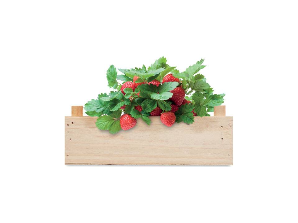 Strawberry growing kit in a wooden crate 2