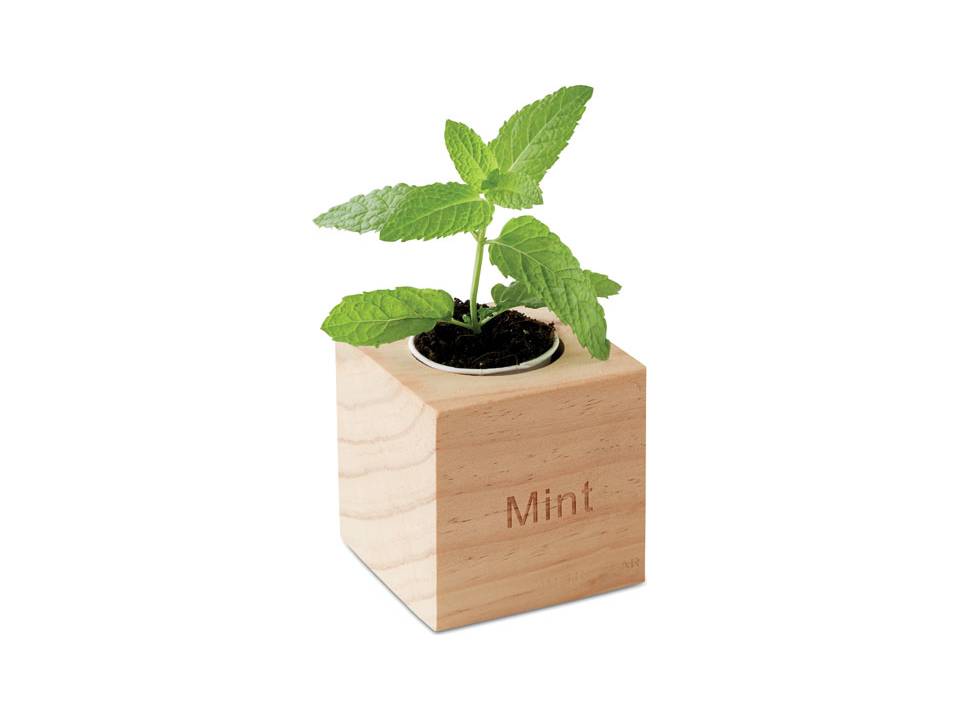 Menta Herb pot 2