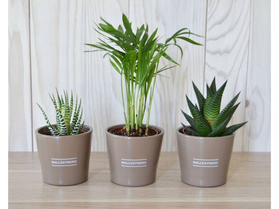 Mini plant in a ceramic pot 8