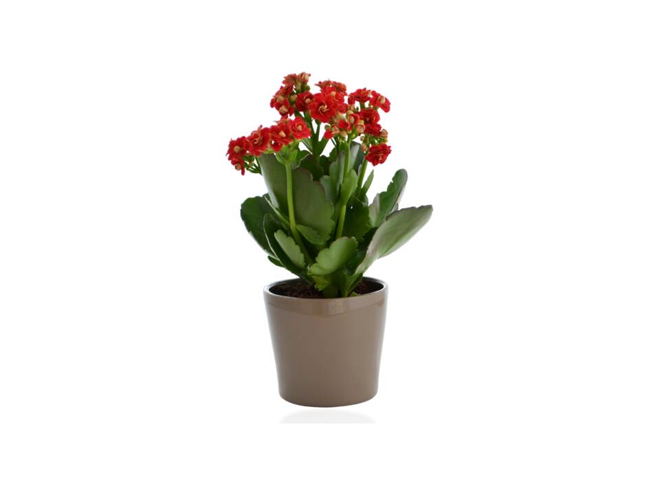 Mini plant in a ceramic pot 10