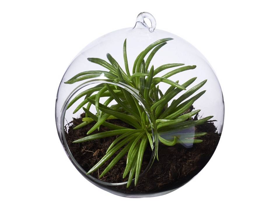 Sphere terrarium bedrukken