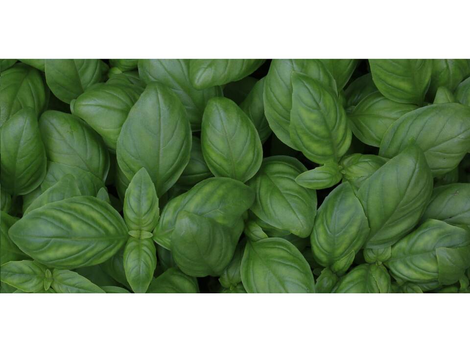 Sproutworld Pencil – Let your ideas grow into something beautiful 9