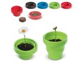 Flowerpot Daisy 1