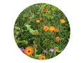 Seed bags wild flowers 4 gram 1