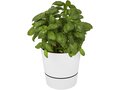 Herbs single kitchen pot