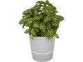 Herbs single kitchen pot 6