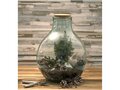 Tier recycled glass terrarium with gardening set 3