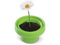 Flowerpot Daisy 4