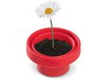 Flowerpot Daisy 6