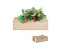 Strawberry growing kit in a wooden crate