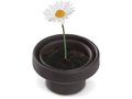 Flowerpot Daisy 2