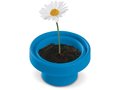 Flowerpot Daisy 8
