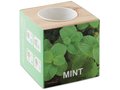 Menta Herb pot 3