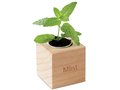 Menta Herb pot