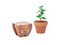 Terracotta pot mint seeds