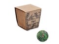 Mint seeds growing kit
