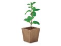 Mint seeds growing kit 4