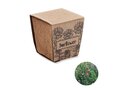 Sunflower growing kit