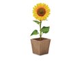 Sunflower growing kit 2
