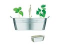 Zinc tub with 3 herbs seeds 5