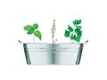 Zinc tub with 3 herbs seeds