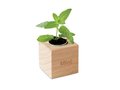 Menta Herb pot 2