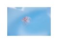 Inflatable floating swim ring 8