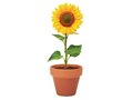 Sunflower 5