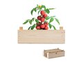 Tomato kit in wooden crate