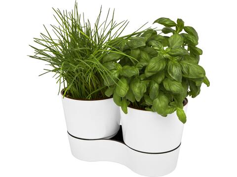 Herbs twin kitchen pot