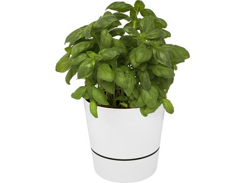 Herbs single kitchen pot
