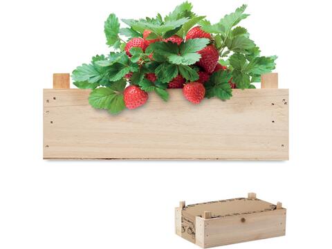 Strawberry growing kit in a wooden crate