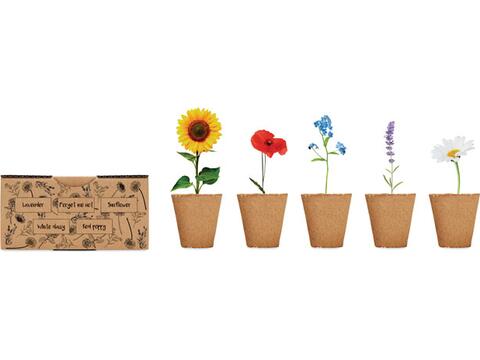 Flowers growing kit