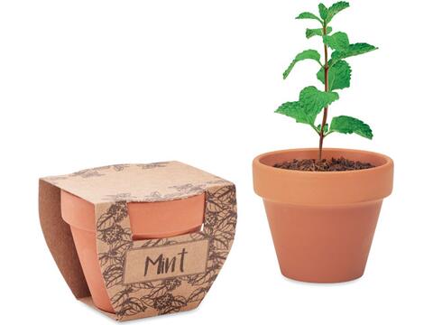 Terracotta pot mint seeds