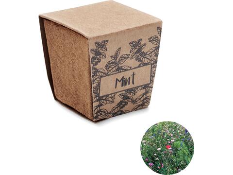 Mint seeds growing kit