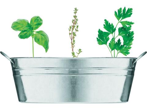 Zinc tub with 3 herbs seeds