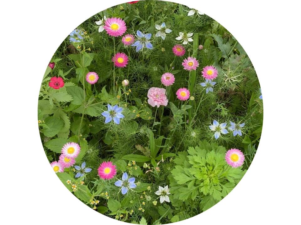 Sachets de graines de fleurs séchées 4 grammes 4