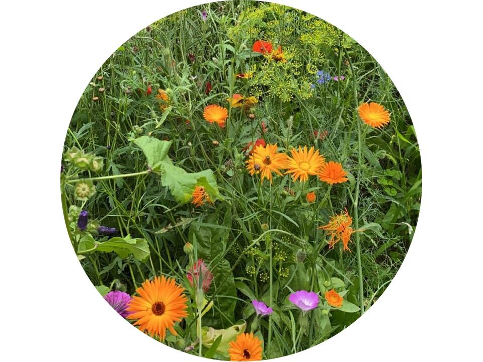 Sachets de graines de fleurs sauvages 4 grammes 1