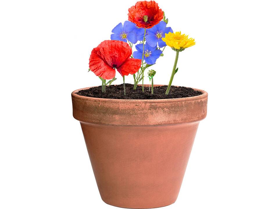 Bille de graines Fleurs Sauvages 4