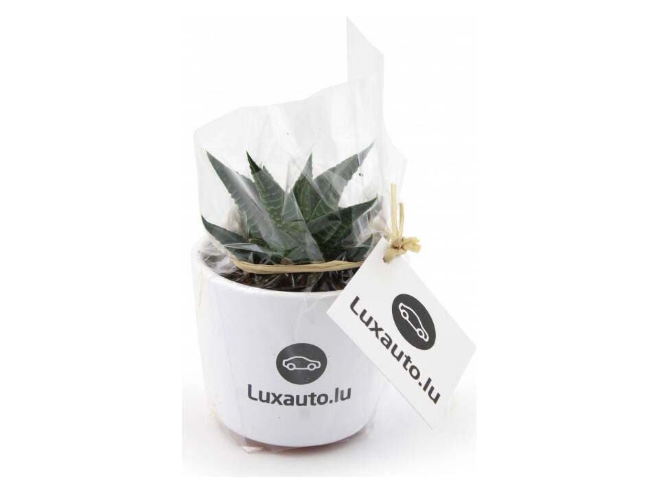 Mini plante dans un pot en céramique 4