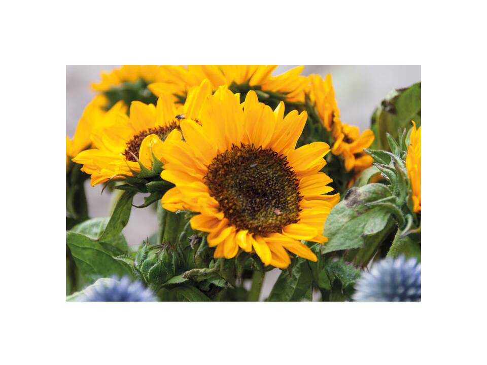 Graines de tournesol 3