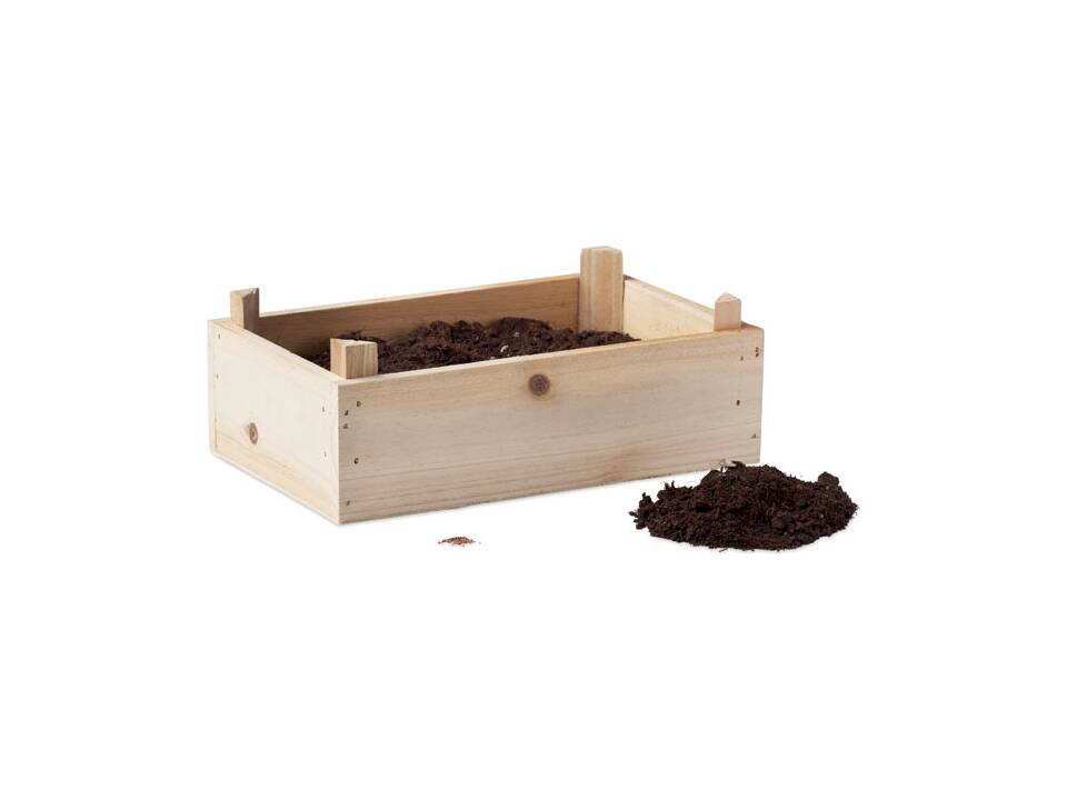 Grain de tomates dans caisset 3