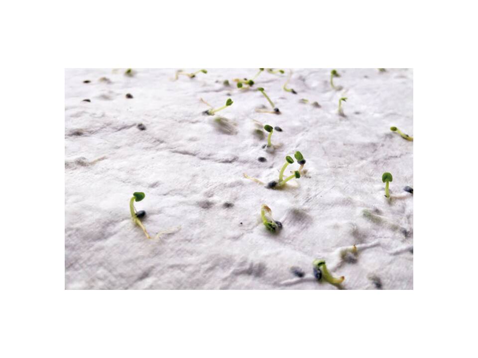 Papier A5 graines de fleurs 3